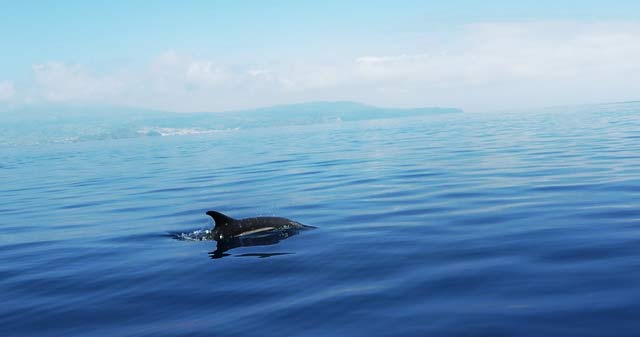 Auf den Azoren lassen sich Wale und Delfine hautnah beobachten