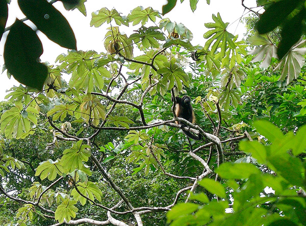 Brüllaffe, Costa Rica, Urwald, Dschungel, Reise, urlaub