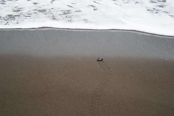 Singlereisen, Costa Rica, Tortuguero, Schildkröte, Meer, Karibik, Singleurlaub