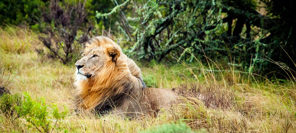 südafrika, safari, singleurlaub, reiseziele mai, urlaub im mai, alleine reisen