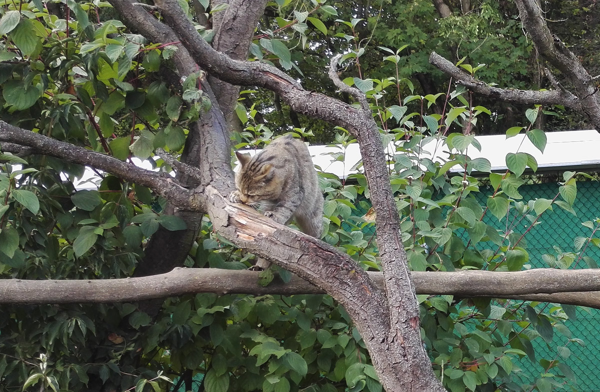 Wildkatzen, thüringen Huetscheroda, Nationalpark Hainich, Bad Langensalza