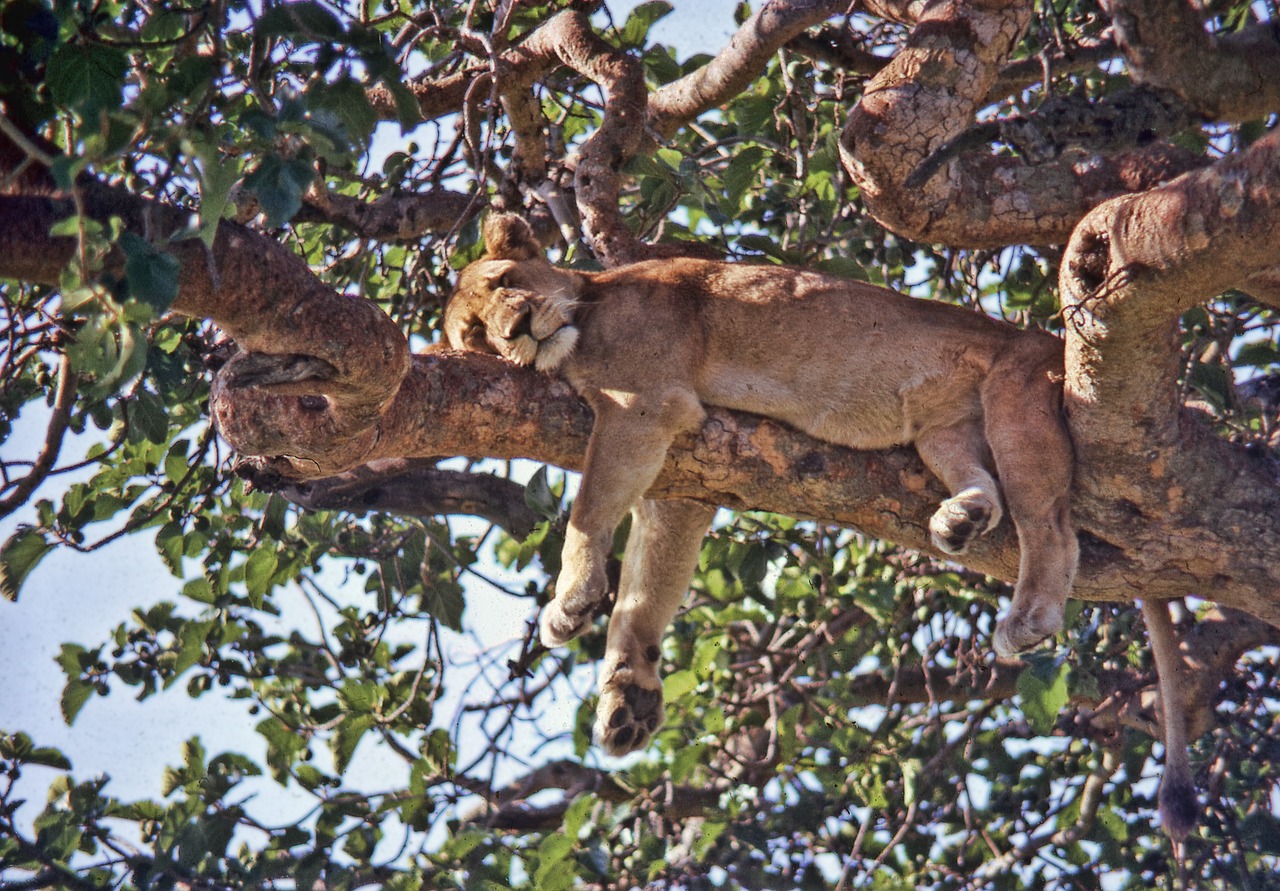 Baumlöwen in Uganda, Urlaub, Reisen, Flüge