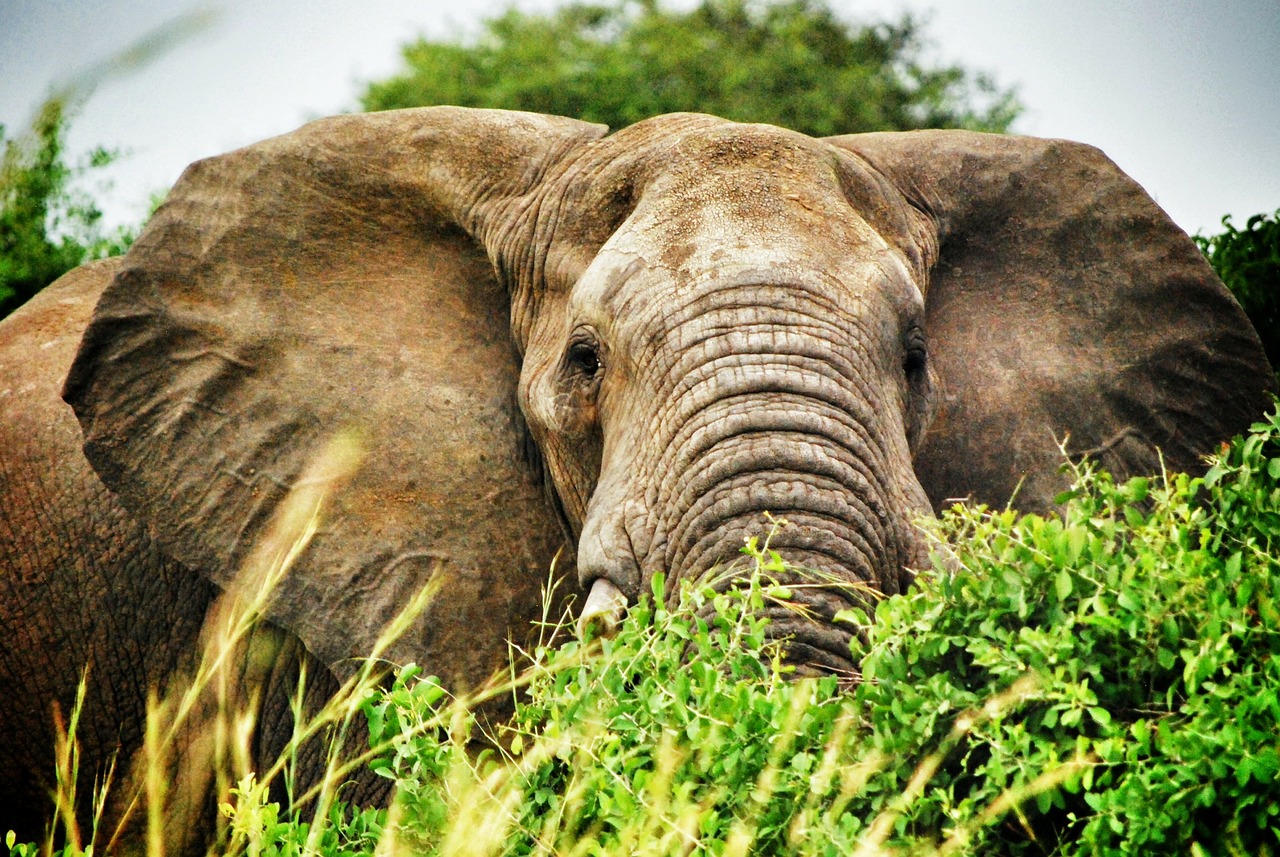 Flüge nach Uganda, Afrika, Safari