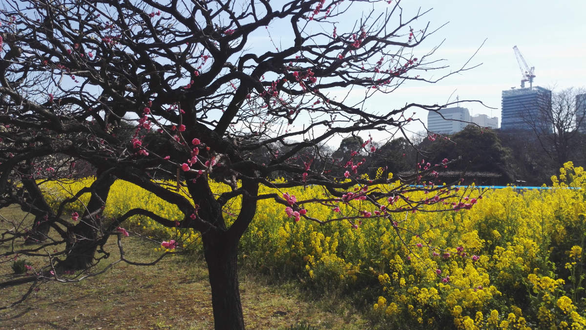 Tokio Tipps Himarikyu Gardens