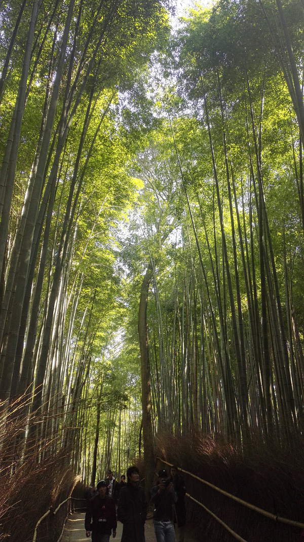 Reisetipps kyoto, Arashiyama, bamboo forest, japan